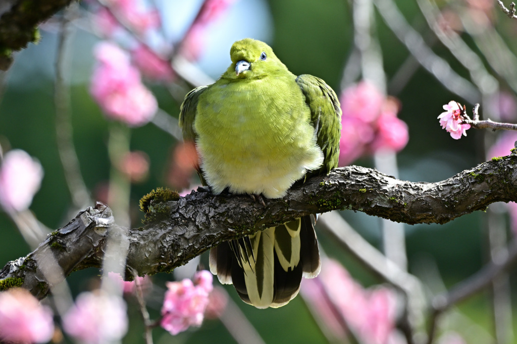 初めまして、アオバトさん！_01