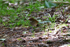 名前が出て来ない野鳥_01