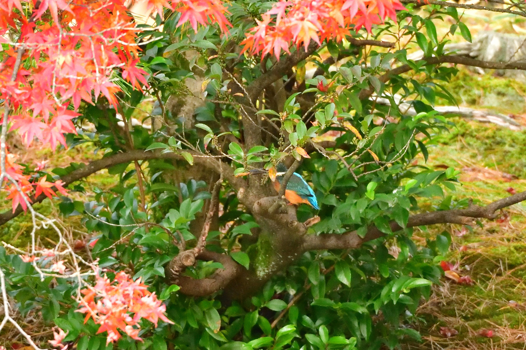 頭隠して、お尻隠さず・・・カワセミくん、見えてるよっ(^^♪