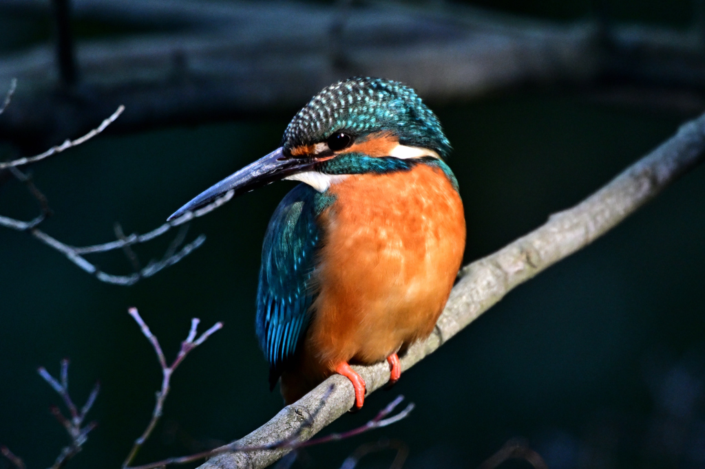 2025-2026翡翠散策_77