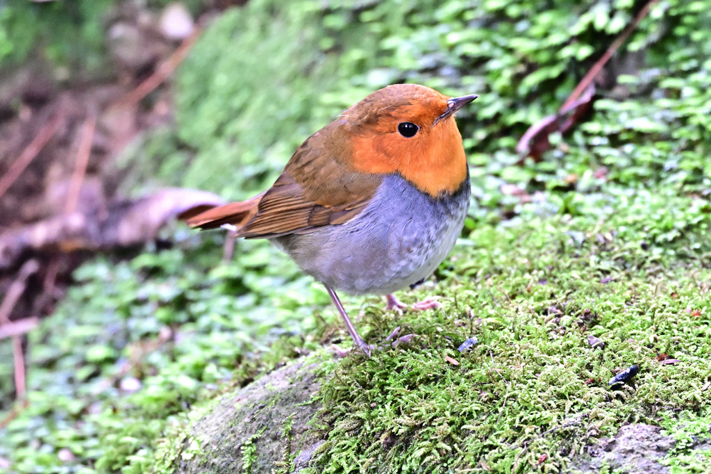 2025-2026野鳥散策_コマドリ_11