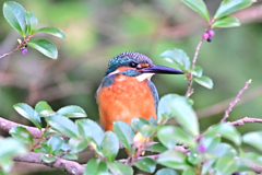 2025-2026翡翠散策_36