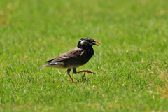 小松空港の近くで会える野鳥（２）