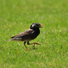 小松空港の近くで会える野鳥（２）