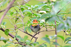 2025-2026野鳥散策_コマドリ_07