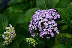 紫陽花いろいろ（３）