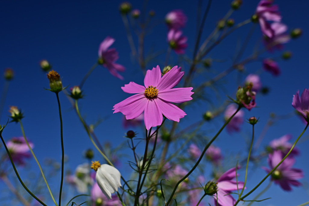 ２０２１秋桜_06