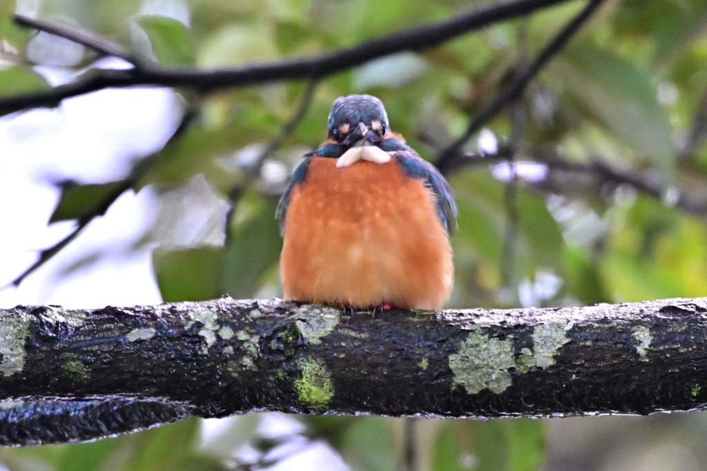 2025-2026翡翠散策_72