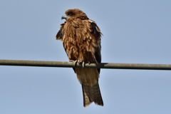 モフモフ、鳶だよね！？