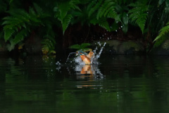 水浴びからの飛び出し（１）