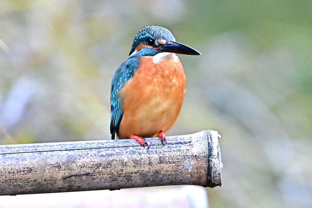 2025-2026翡翠散策_55