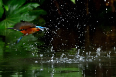 水浴びからの飛び出し（５）