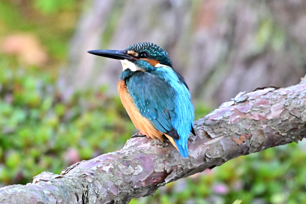 2025-2026翡翠散策_42