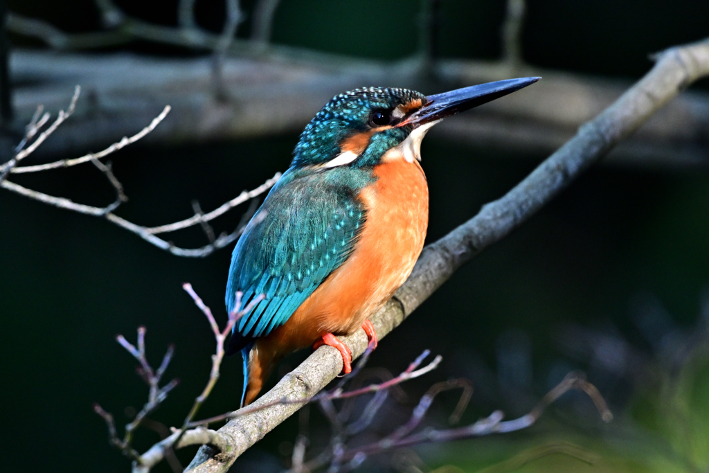 2025-2026翡翠散策_79