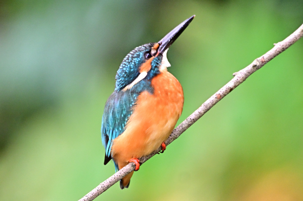 2025-2026翡翠散策_49