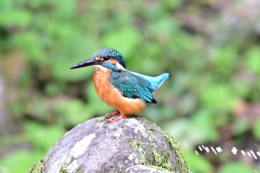 2025-2026翡翠散策_29