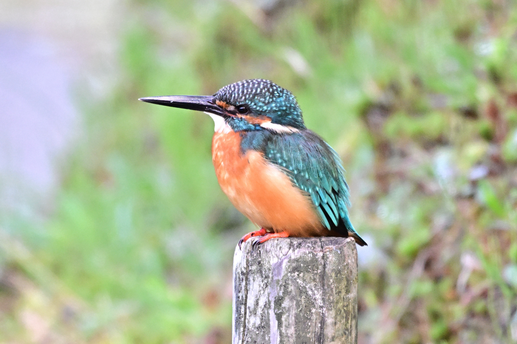 2025-2026翡翠散策_21