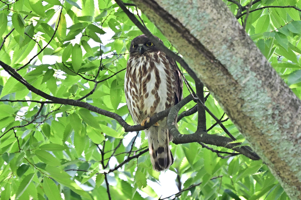 2024_今年のズクさん_02