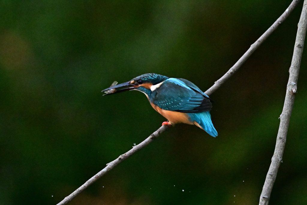 2025-2026翡翠散策_64