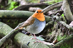 2025-2026野鳥散策_コマドリ_05