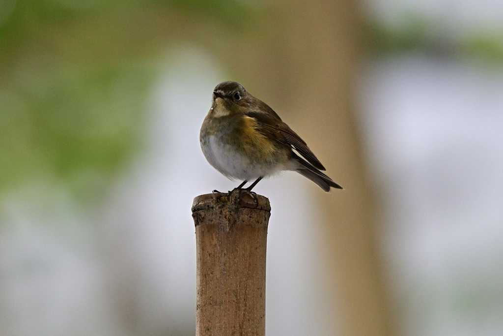 ルリビタキとの出会い（♀）_02