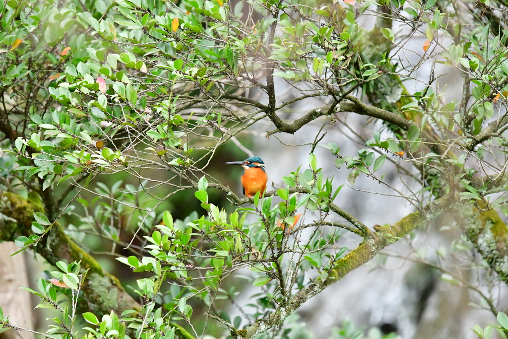 冬、最初のカワセミ（６）