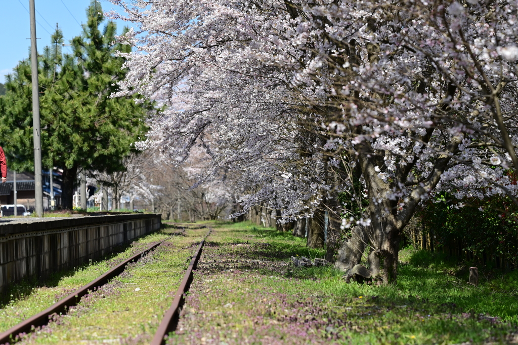 ホームの利用者は桜だけ・・・（１）