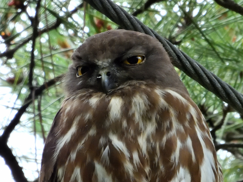 眠そうやな～アオバズクくん。