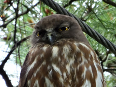 眠そうやな～アオバズクくん。