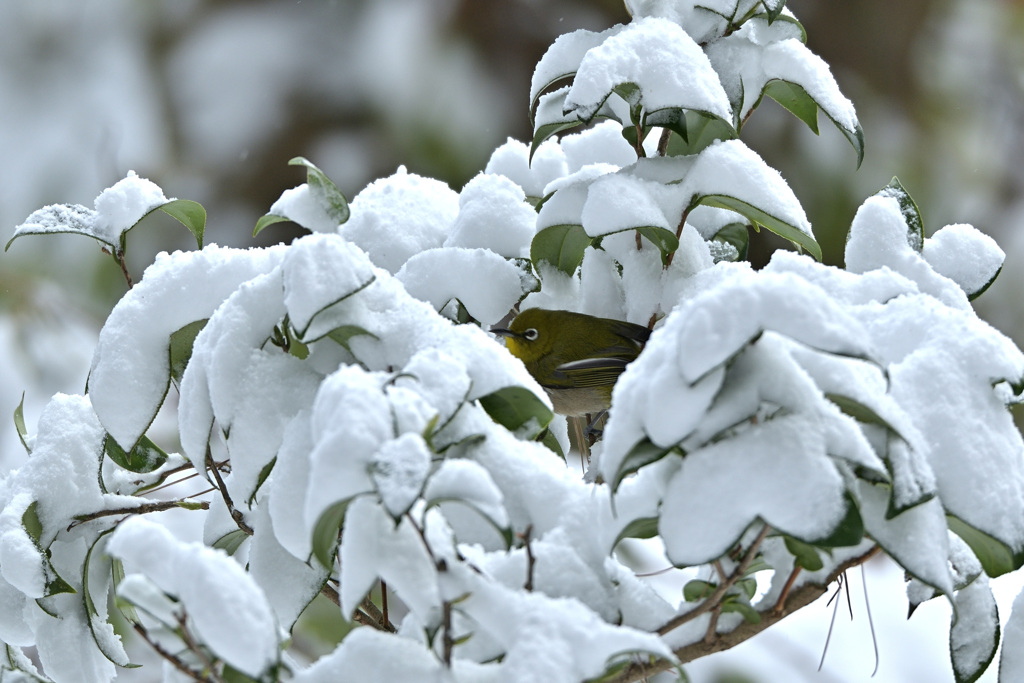 雪ジロー