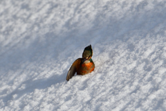 カワセミの雪浴び（７）