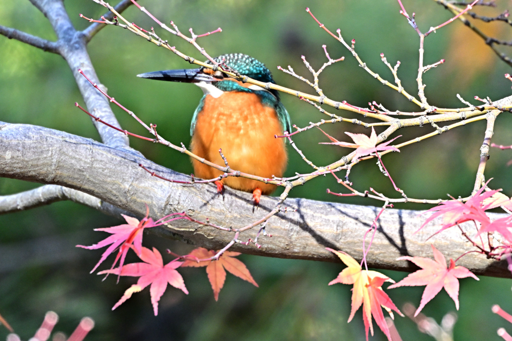 2025-2026翡翠散策_43