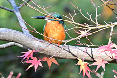 2025-2026翡翠散策_43