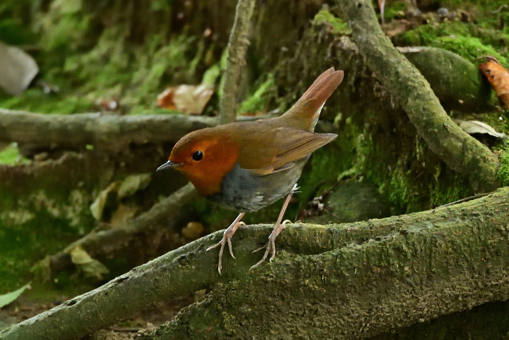 次は、コマドリ散策へ_04