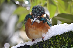 雪と翡翠_48