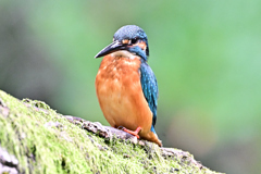 2025-2026翡翠散策_25