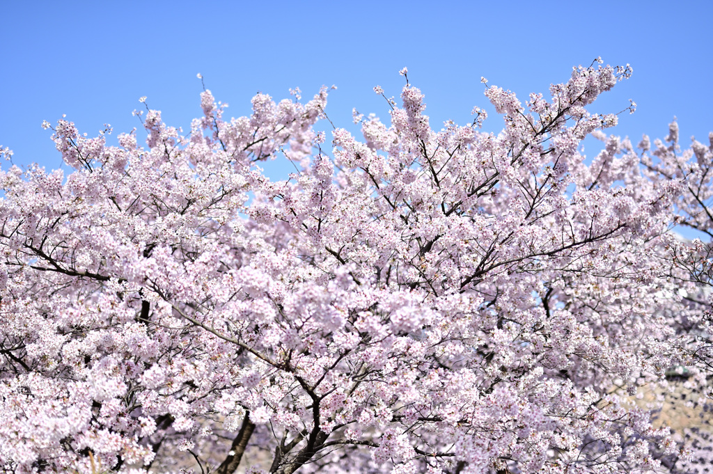 桜満開、古都金沢_03