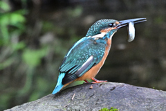 2025-2026翡翠散策_34