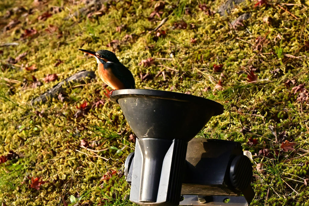 夕陽を見ながら黄昏て・・・