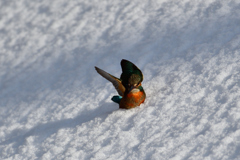 カワセミの雪浴び（８）