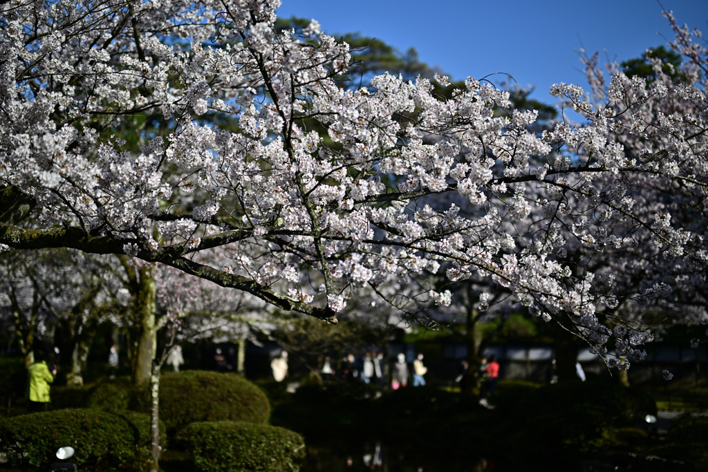 今年も咲きました、そして見られる喜び・・・_01