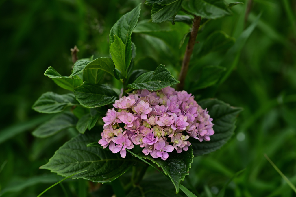 紫陽花いろいろ（２）