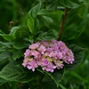 紫陽花いろいろ（２）