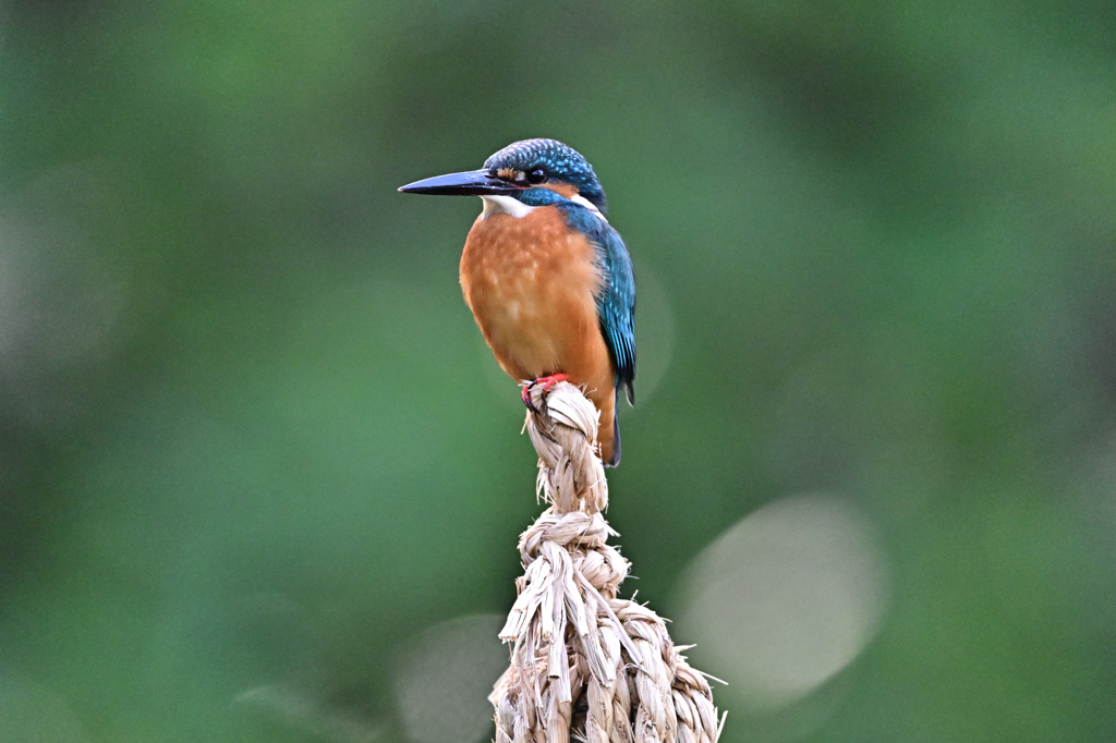 2025-2026翡翠散策_66