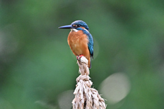 2025-2026翡翠散策_66