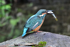 2025-2026翡翠散策_35