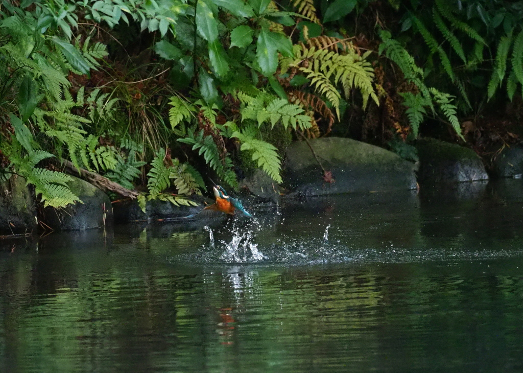 水の中からの飛び出し（１２）