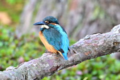 2025-2026翡翠散策_41