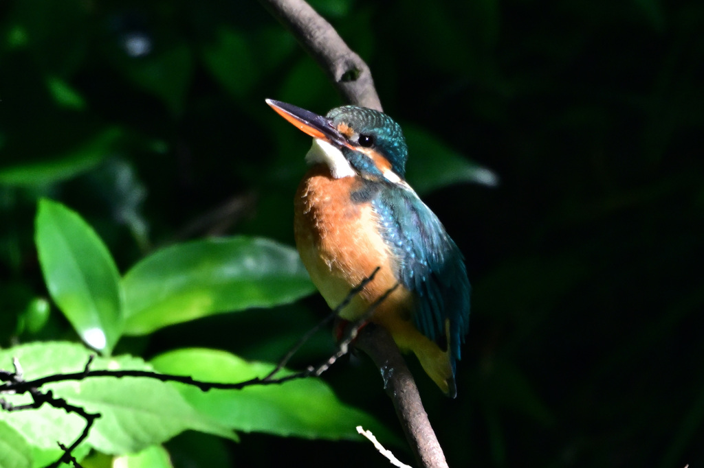 2022翡翠ポートレート_13