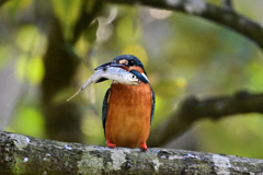 捕ったぞ～！_04